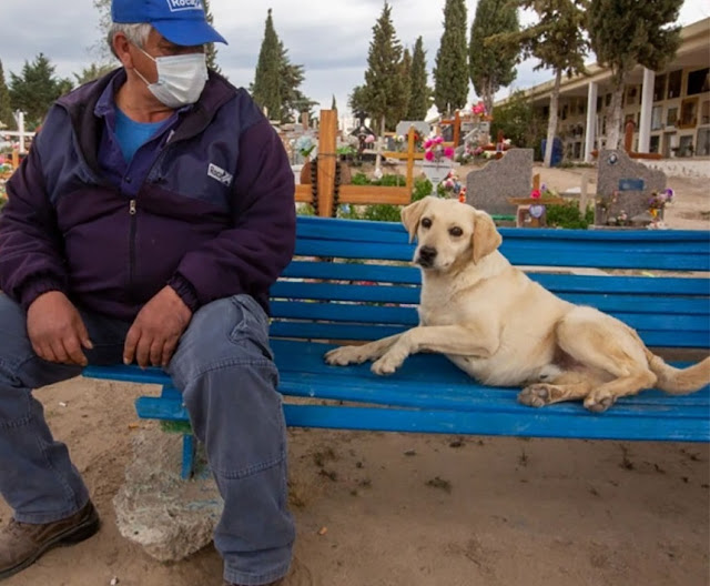 The dog that consoles those who’ve lost their loved ones, understanding their pain through her own loss, reminds me of the profound empathy our furry friends possess. – newsvaults.com