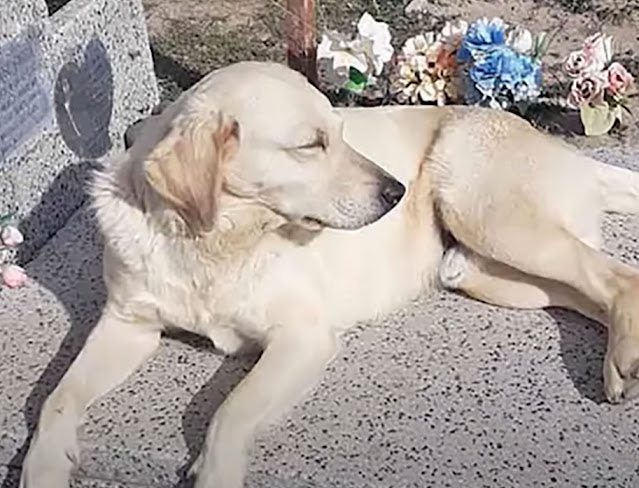 The dog that consoles those who’ve lost their loved ones, understanding their pain through her own loss, reminds me of the profound empathy our furry friends possess. – newsvaults.com