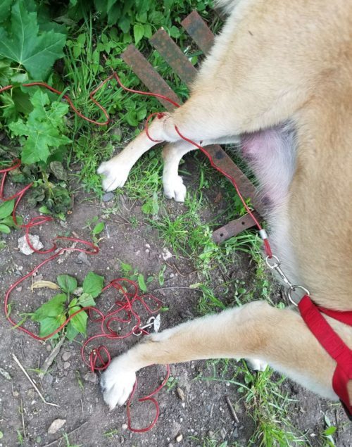 Left among trash, cruelly tied and deprived of food, this poor canine’s trust shattered after her puppies were sold. – newsvaults.com