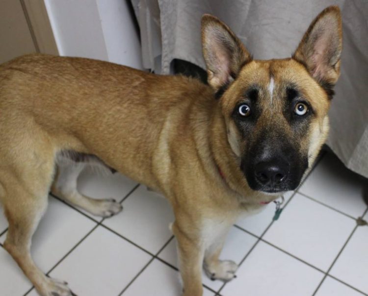 Left among trash, cruelly tied and deprived of food, this poor canine’s trust shattered after her puppies were sold. – newsvaults.com