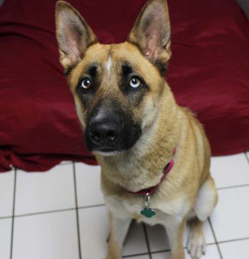 Left among trash, cruelly tied and deprived of food, this poor canine’s trust shattered after her puppies were sold. – newsvaults.com