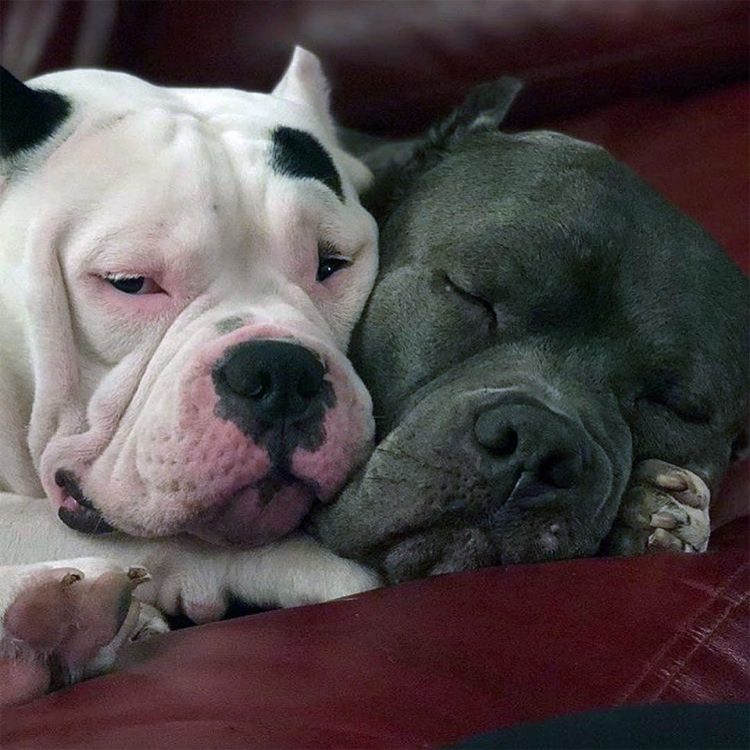 After their owner’s passing, two adorable puppies console each other, bonding as they navigate the loss they’ve experienced. – newsvaults.com