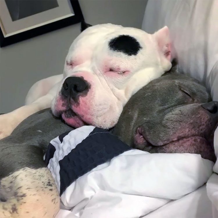 After their owner’s passing, two adorable puppies console each other, bonding as they navigate the loss they’ve experienced. – newsvaults.com