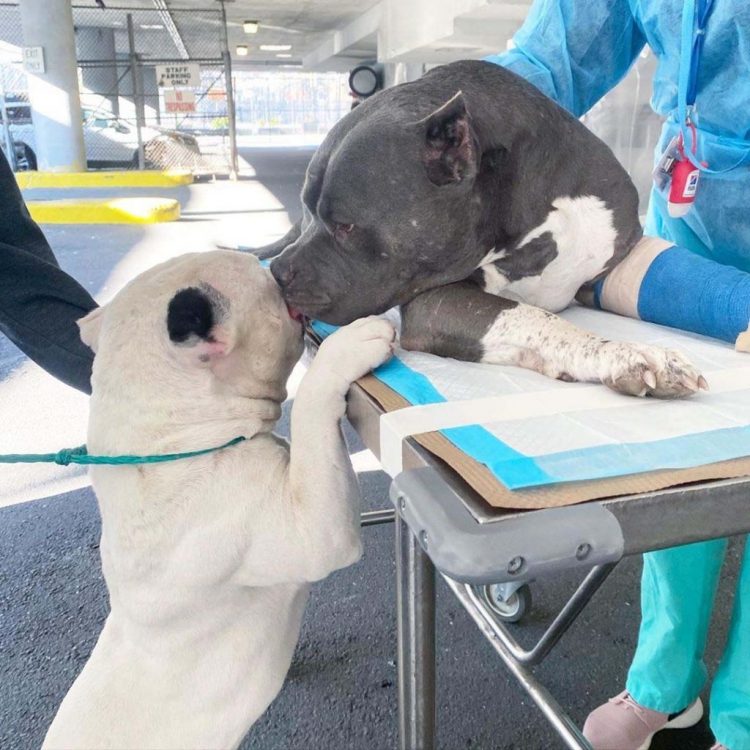 After their owner’s passing, two adorable puppies console each other, bonding as they navigate the loss they’ve experienced. – newsvaults.com