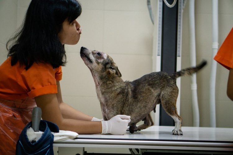 The canine on two legs overcomes its traumatic history to find a home, highlighting the resilience and adaptability of animals in the face of challenges. – newsvaults.com