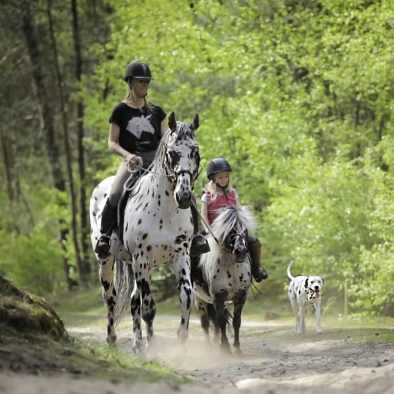 A sweet trio of black spotted horses, ponies, and dogs resemble siblings and form a special bond, showcasing the natural camaraderie that animals can develop. – newsvaults.com