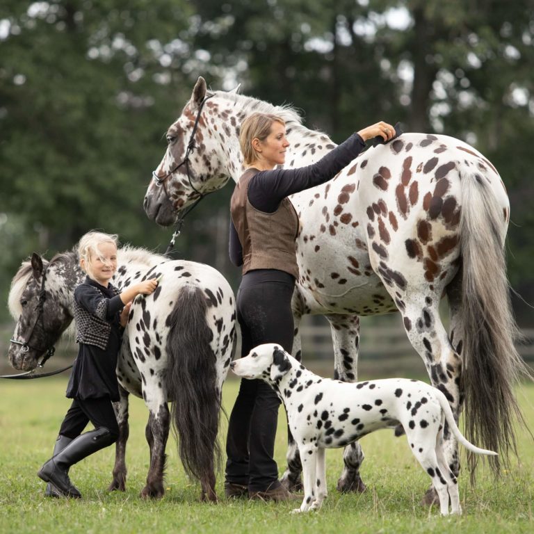 A sweet trio of black spotted horses, ponies, and dogs resemble siblings and form a special bond, showcasing the natural camaraderie that animals can develop. – newsvaults.com