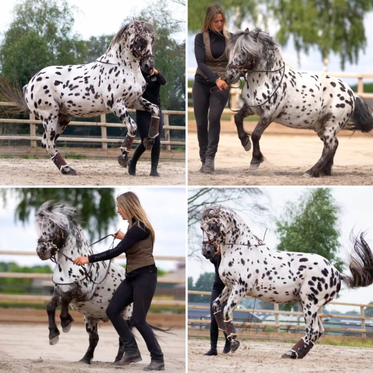 A sweet trio of black spotted horses, ponies, and dogs resemble siblings and form a special bond, showcasing the natural camaraderie that animals can develop. – newsvaults.com