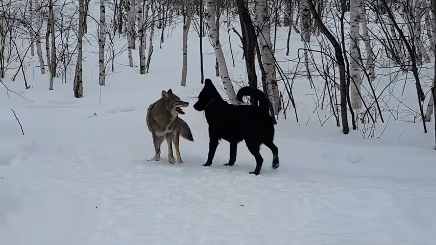 A dog becomes best friends with a coyote, and they play together every day, showing the unique and unexpected friendships that can form in the animal kingdom. – newsvaults.com