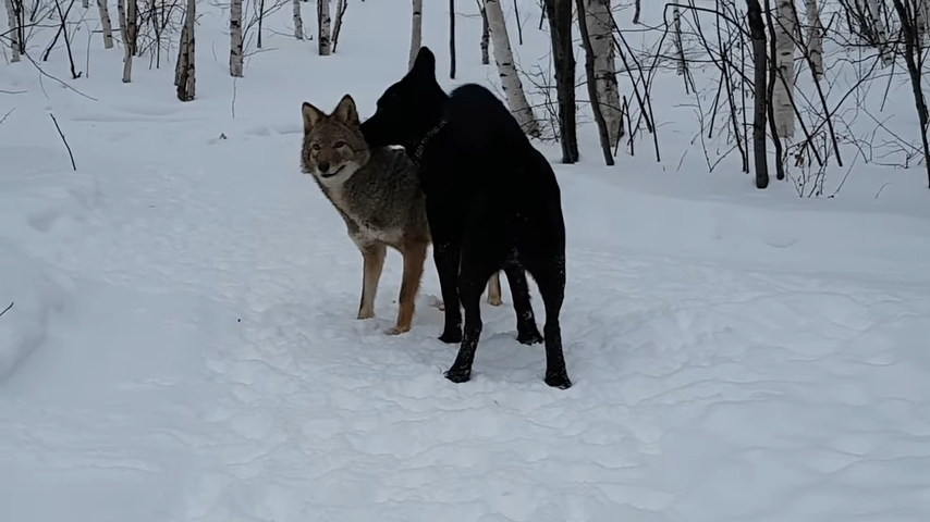 A dog becomes best friends with a coyote, and they play together every day, showing the unique and unexpected friendships that can form in the animal kingdom. – newsvaults.com