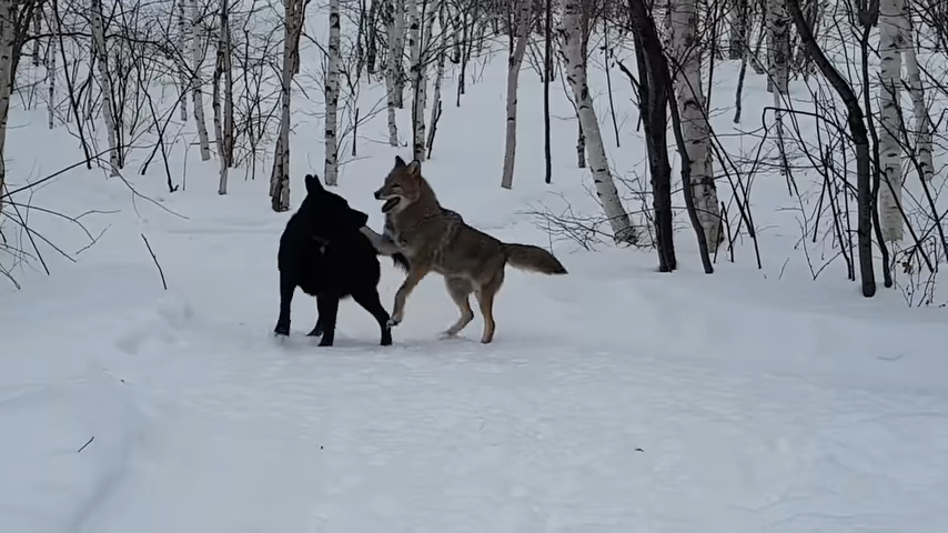 A dog becomes best friends with a coyote, and they play together every day, showing the unique and unexpected friendships that can form in the animal kingdom. – newsvaults.com