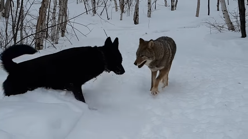 A dog becomes best friends with a coyote, and they play together every day, showing the unique and unexpected friendships that can form in the animal kingdom. – newsvaults.com