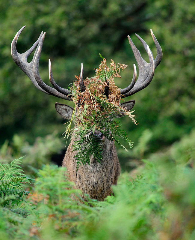 Prepare for a wild laughter ride with a collection of hilarious comedy wildlife photos that capture the comical and entertaining moments of animals in their natural habitats. – Dx Hot News