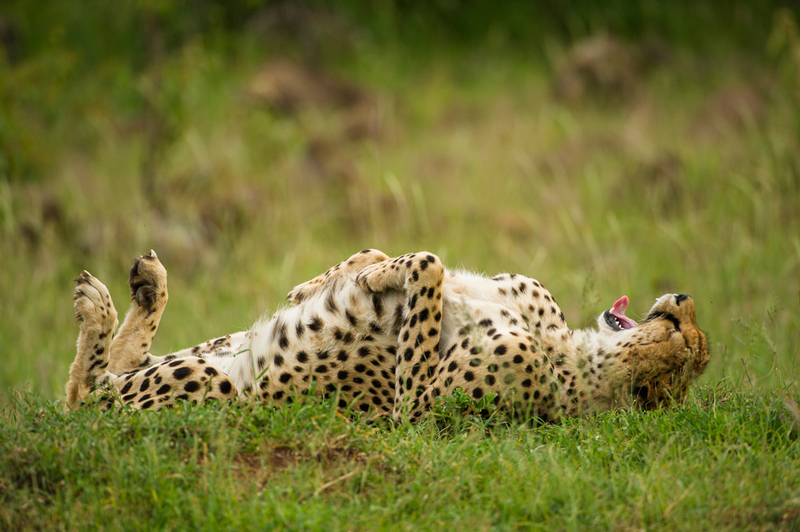 Prepare for a wild laughter ride with a collection of hilarious comedy wildlife photos that capture the comical and entertaining moments of animals in their natural habitats. – Dx Hot News