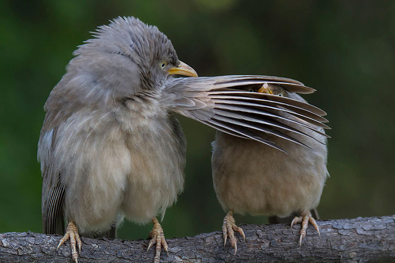 Prepare for a wild laughter ride with a collection of hilarious comedy wildlife photos that capture the comical and entertaining moments of animals in their natural habitats. – Dx Hot News