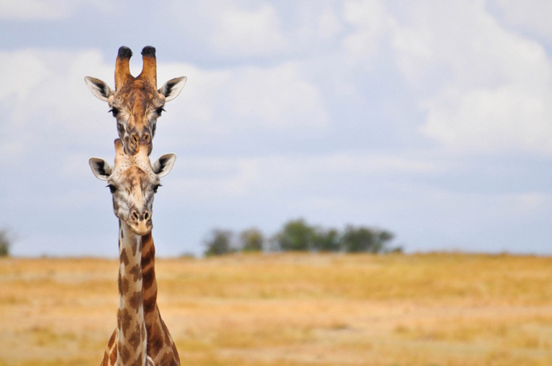 Prepare for a wild laughter ride with a collection of hilarious comedy wildlife photos that capture the comical and entertaining moments of animals in their natural habitats. – Dx Hot News