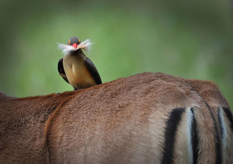 Prepare for a wild laughter ride with a collection of hilarious comedy wildlife photos that capture the comical and entertaining moments of animals in their natural habitats. – Dx Hot News