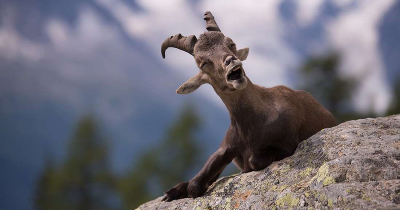 Prepare for a wild laughter ride with a collection of hilarious comedy wildlife photos that capture the comical and entertaining moments of animals in their natural habitats. – Dx Hot News