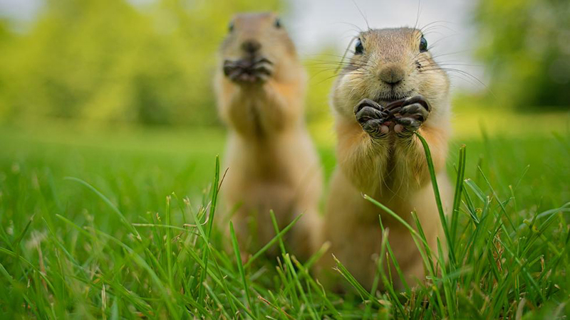 Prepare for a wild laughter ride with a collection of hilarious comedy wildlife photos that capture the comical and entertaining moments of animals in their natural habitats. – Dx Hot News