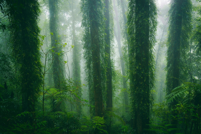 Delve into the world of magnificent mossy ancient Antarctic beech trees, where time and nature have sculpted intricate and breathtaking landscapes. – Dx Hot News