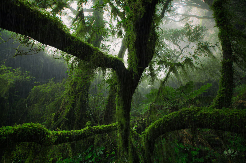 Delve into the world of magnificent mossy ancient Antarctic beech trees, where time and nature have sculpted intricate and breathtaking landscapes. – Dx Hot News