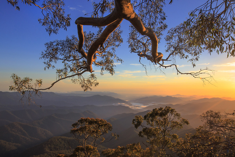 Delve into the world of magnificent mossy ancient Antarctic beech trees, where time and nature have sculpted intricate and breathtaking landscapes. – Dx Hot News