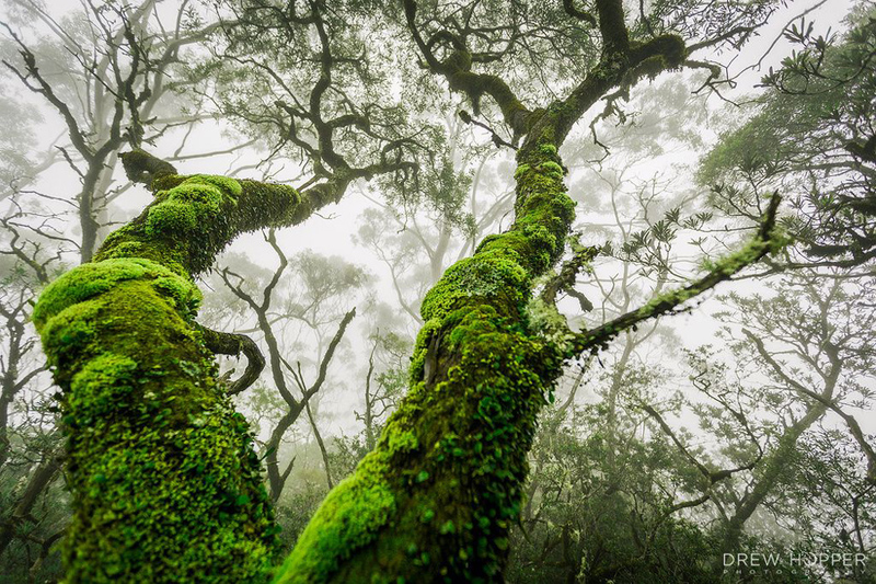 Delve into the world of magnificent mossy ancient Antarctic beech trees, where time and nature have sculpted intricate and breathtaking landscapes. – Dx Hot News