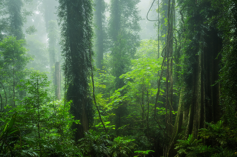 Delve into the world of magnificent mossy ancient Antarctic beech trees, where time and nature have sculpted intricate and breathtaking landscapes. – Dx Hot News