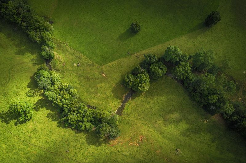 Delve into the world of magnificent mossy ancient Antarctic beech trees, where time and nature have sculpted intricate and breathtaking landscapes. – Dx Hot News