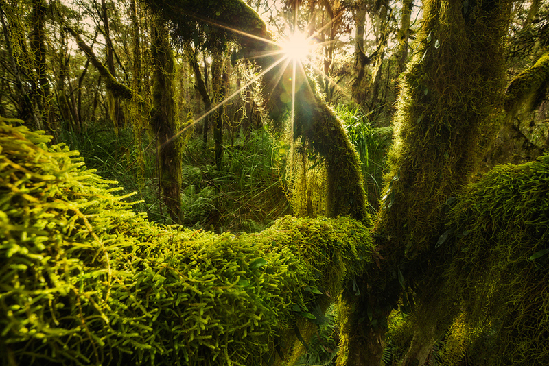 Delve into the world of magnificent mossy ancient Antarctic beech trees, where time and nature have sculpted intricate and breathtaking landscapes. – Dx Hot News