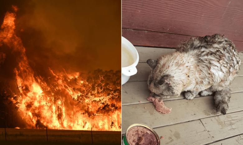 The lost pet cat found its way back home after the forest fire !!!