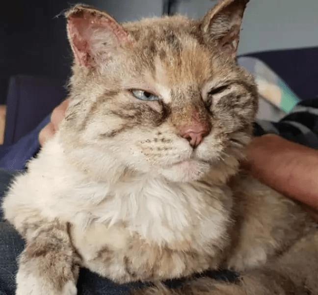 The lost pet cat found its way back home after the forest fire !!!