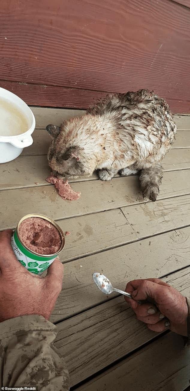 The lost pet cat found its way back home after the forest fire !!!