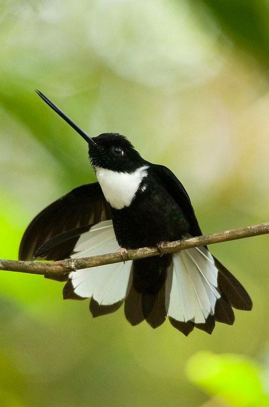 Collared Inca: A Kaleidoscope in Flight - The Colorful Hummingbird of the Andes