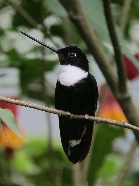 Collared Inca: A Kaleidoscope in Flight - The Colorful Hummingbird of the Andes