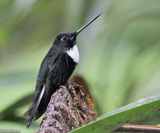 Collared Inca: A Kaleidoscope in Flight - The Colorful Hummingbird of the Andes