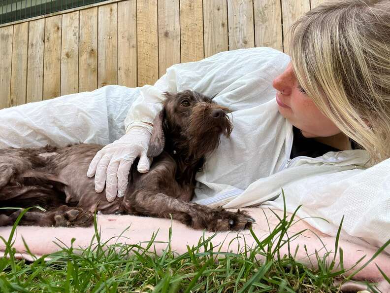 Dogs look like they're turning to stone after contracting skin disease