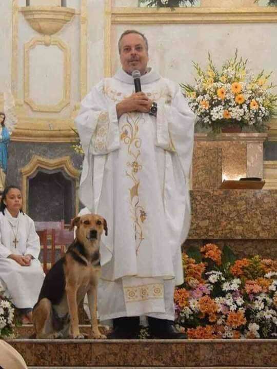 A Kind Priest Brings Stray Dogs To Mass So They Can Find New Families