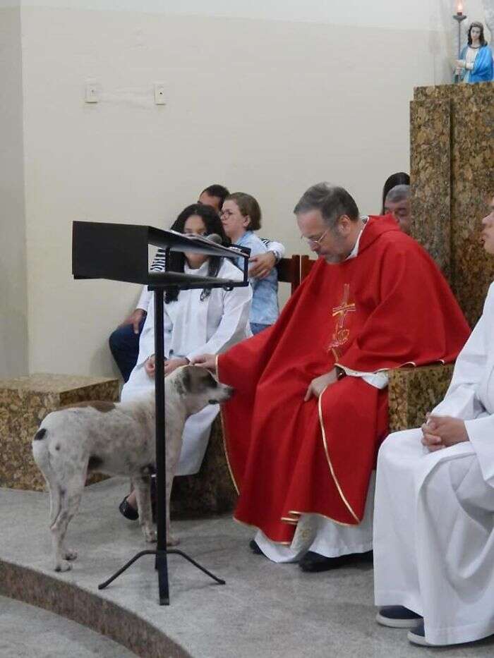 A Kind Priest Brings Stray Dogs To Mass So They Can Find New Families