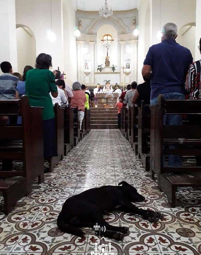 A Kind Priest Brings Stray Dogs To Mass So They Can Find New Families