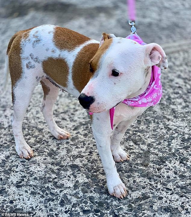 Badly Injured Dog Rescued After Being Buried Alive In The Sand in Hawaii