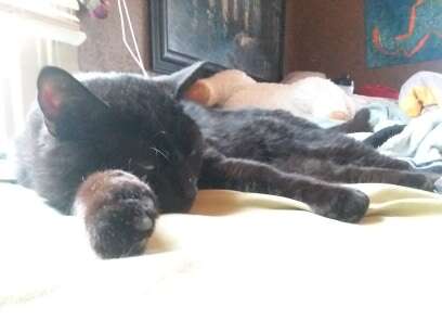'Dead' Cat Returns Home Alive Hours After Heartbreaking Funeral