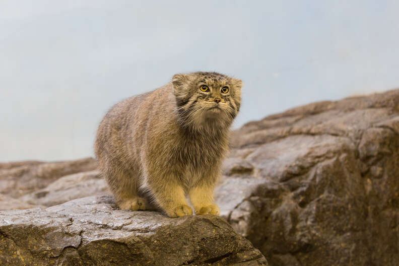 Rare Cat Found Living On The Tallest Mountain In The World