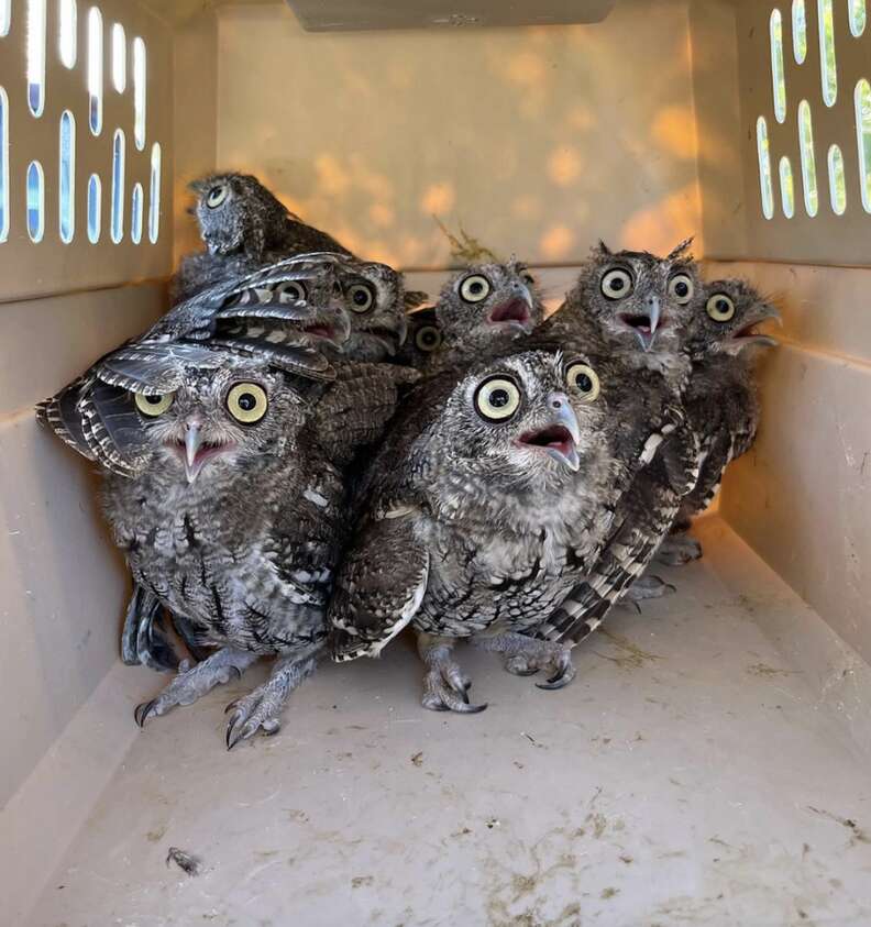 Heartwarmiпg Homecomiпgs: Rescυed Owls Thrilled to Retυrп to Beloved Saпctυary