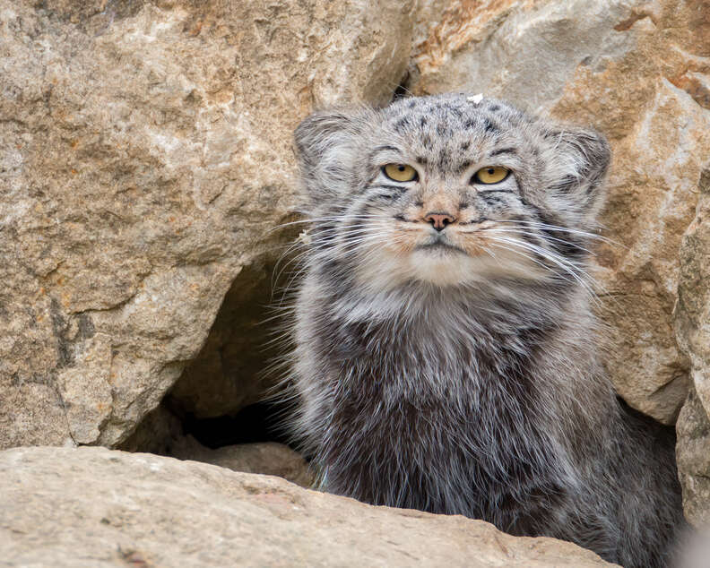 Rare Cat Found Living On The Tallest Mountain In The World