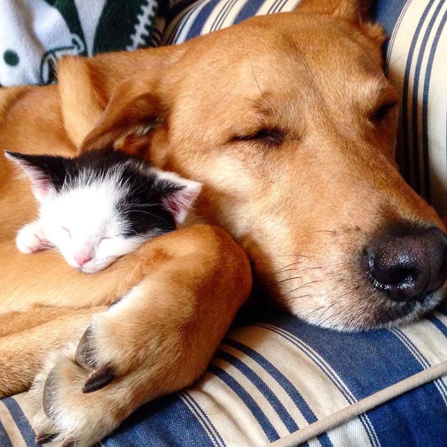 Dog Becomes Care Taker To All Rescue Kittens At This Cat Shelter