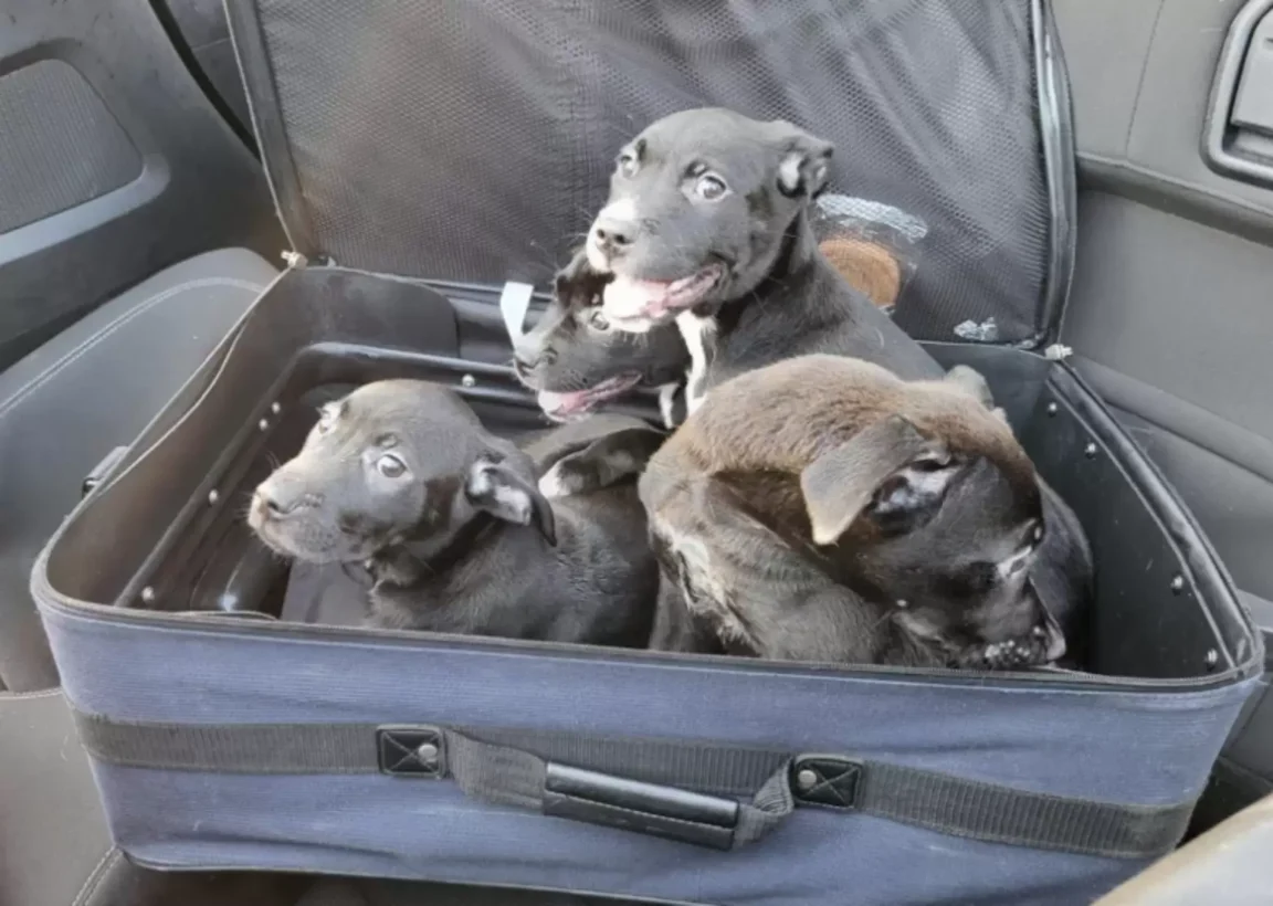 Couple Spot A Moving Suitcase On Highway, Realize Its Full Of Abandoned Puppies