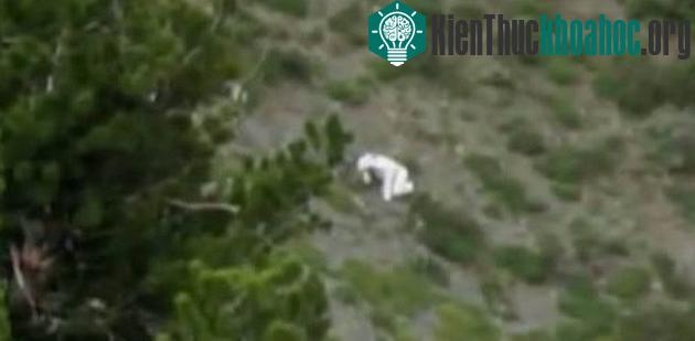 Stirred before the images of the mysterious "Goatman creature" - thepressagge.com