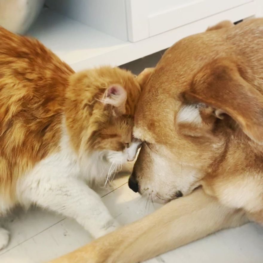 Dog Becomes Care Taker To All Rescue Kittens At This Cat Shelter