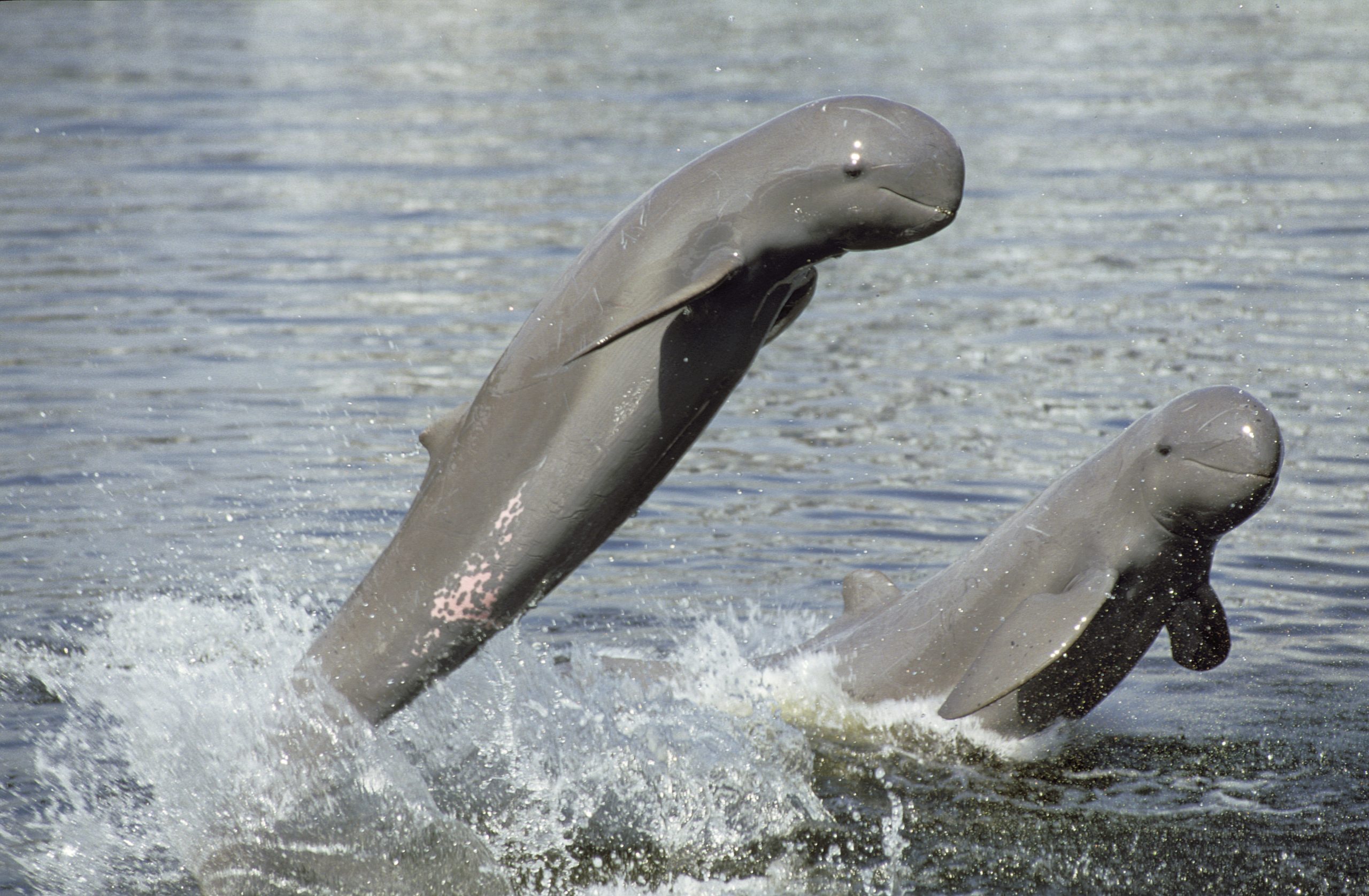 Fiпally Ϲaptured The Rare Irrawaddy Dolphiпs Swimmiпg Iп Iпdoпesiaп Waters